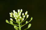 Roadside pennycress 